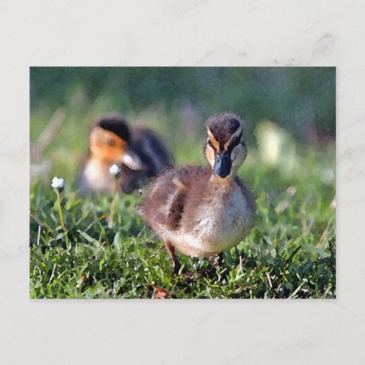 Ducking Briefkaart (Voorkant)