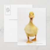 Ducking Briefkaart (Voorkant / Achterkant)
