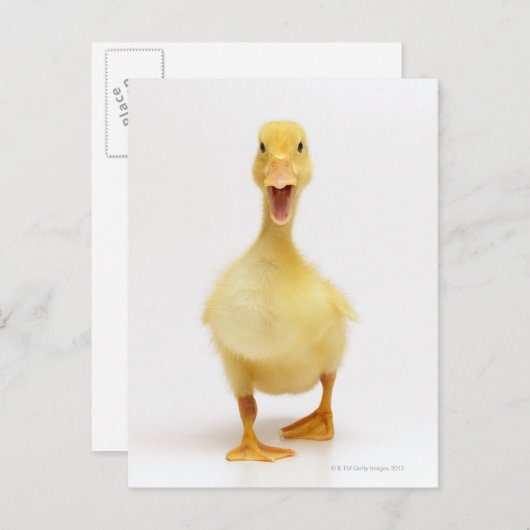 Ducking Briefkaart (Voorkant / Achterkant)