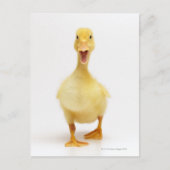 Ducking Briefkaart (Voorkant)