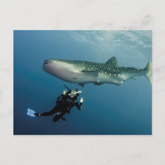 Ducking for Hoesje? Briefkaart (Voorkant)