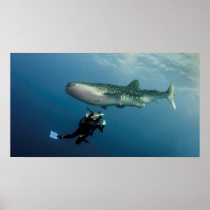 Ducking for Hoesje? Poster