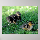 Ducking Parade Poster (Voorkant)