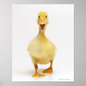 Ducking Poster (Voorkant)
