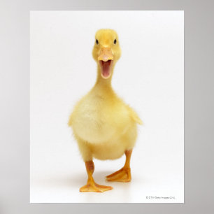 Ducking Poster