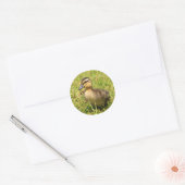 Ducking Ronde Sticker (Envelop)