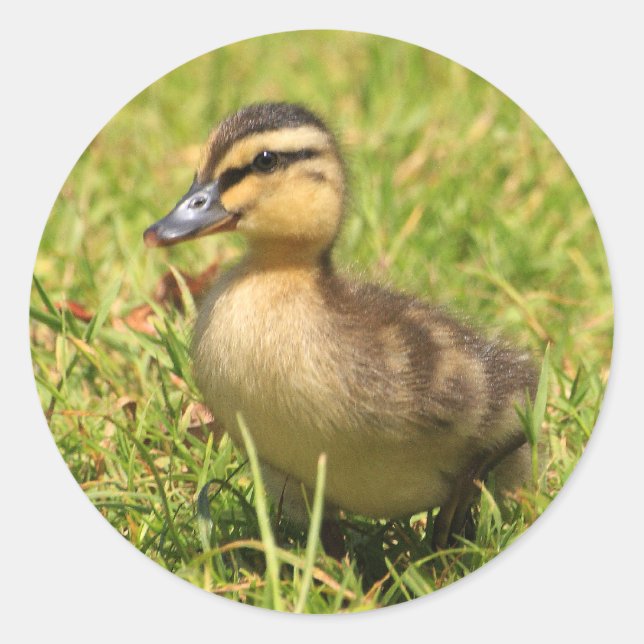 Ducking Ronde Sticker (Voorkant)