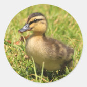 Ducking Ronde Sticker (Voorkant)