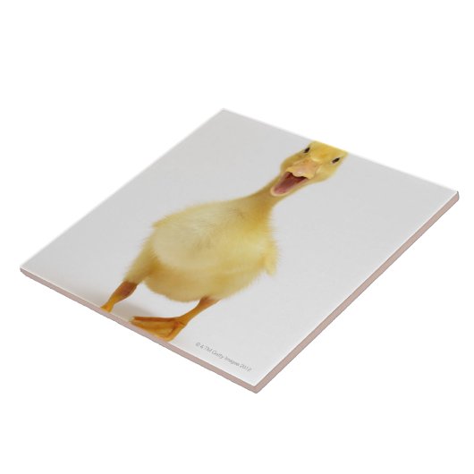 Ducking Tegeltje (Zijkant)