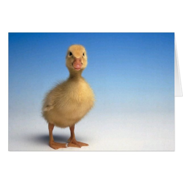 Duckling Card (Voorkant Horizontaal)