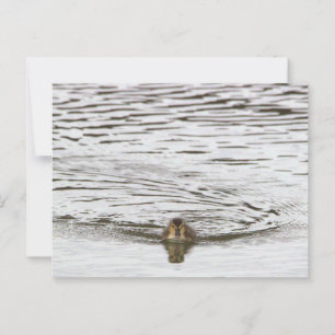 Duckling Photo-Briefkaart Briefkaart