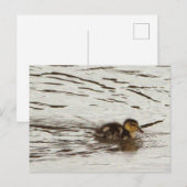 Duckling Photo-Briefkaart Briefkaart (Voorkant / Achterkant)