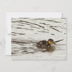 Duckling Photo-Briefkaart Briefkaart