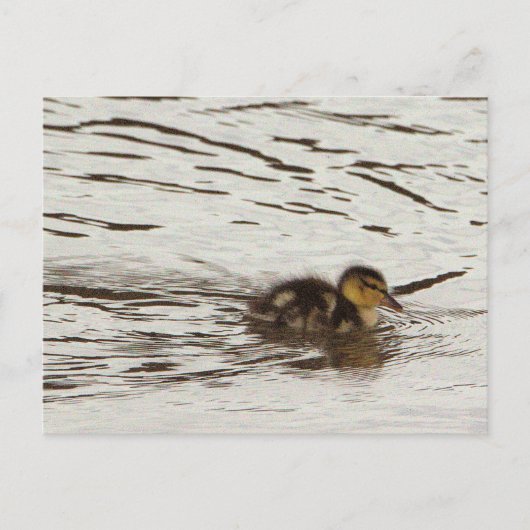 Duckling Photo-Briefkaart Briefkaart (Voorkant)