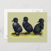 Ducklings Black Cayuga Briefkaart (Voorkant / Achterkant)