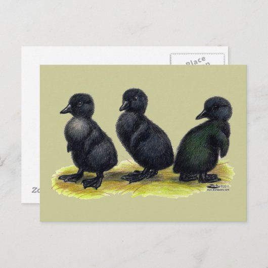 Ducklings Black Cayuga Briefkaart (Voorkant / Achterkant)