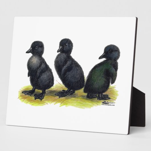Ducklings Black Cayuga Fotoplaat (Zijkant)