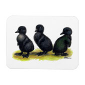 Ducklings Black Cayuga Magneet (Horizontaal)