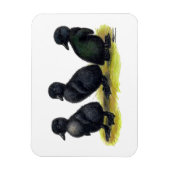 Ducklings Black Cayuga Magneet (Verticaal)