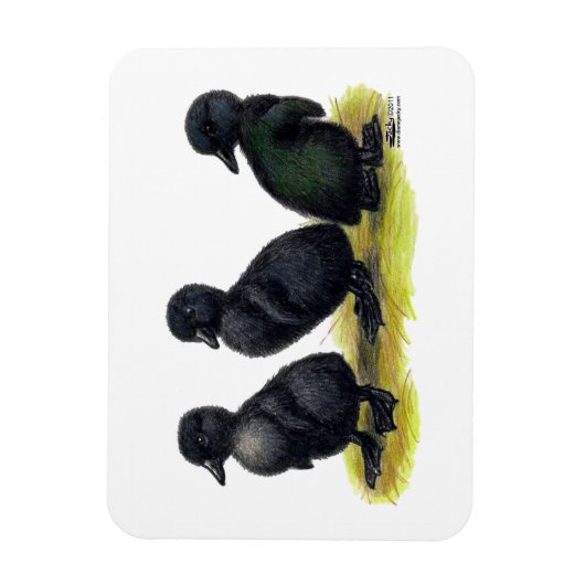 Ducklings Black Cayuga Magneet (Verticaal)