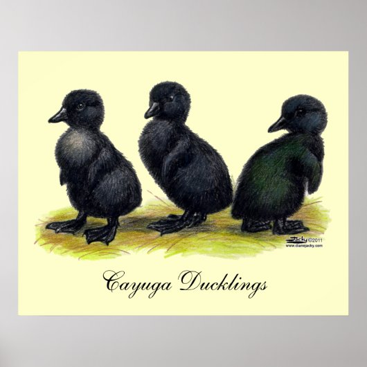 Ducklings Black Cayuga Poster (Voorkant)