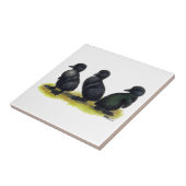 Ducklings Black Cayuga Tegeltje (Zijkant)