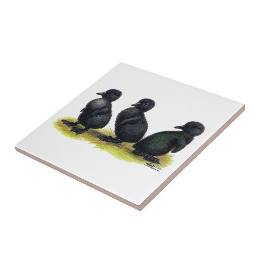 Ducklings Black Cayuga Tegeltje (Zijkant)