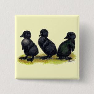 Ducklings Black Cayuga Vierkante Button 5,1 Cm