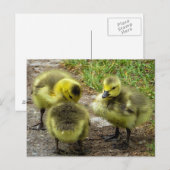 Ducklings Briefkaart (Voorkant / Achterkant)