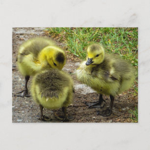 Ducklings Briefkaart
