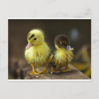 Ducklings Briefkaart