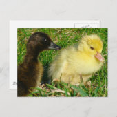 Ducklings Briefkaart (Voorkant / Achterkant)