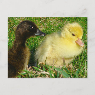 Ducklings Briefkaart