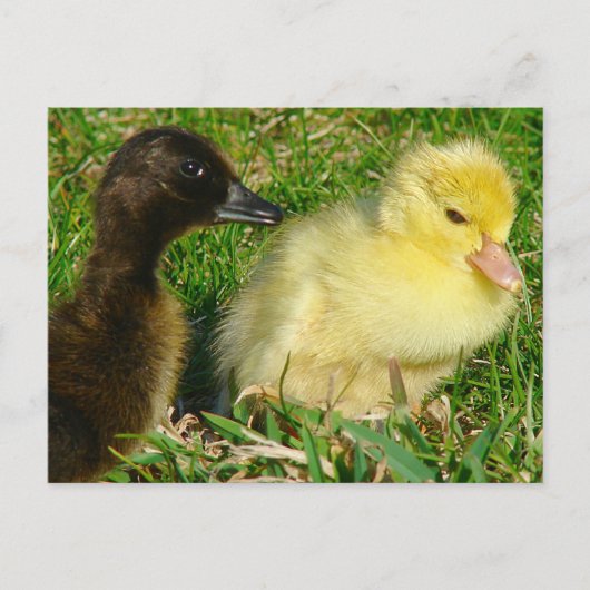 Ducklings Briefkaart (Voorkant)