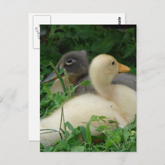 Ducklings Briefkaart (Voorkant / Achterkant)