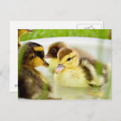Ducklings Briefkaart (Voorkant / Achterkant)