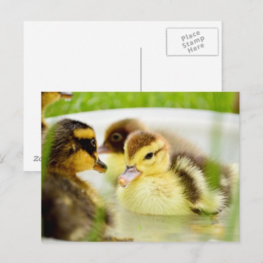 Ducklings Briefkaart (Voorkant / Achterkant)