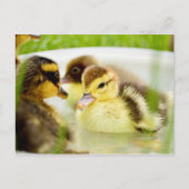 Ducklings Briefkaart (Voorkant)