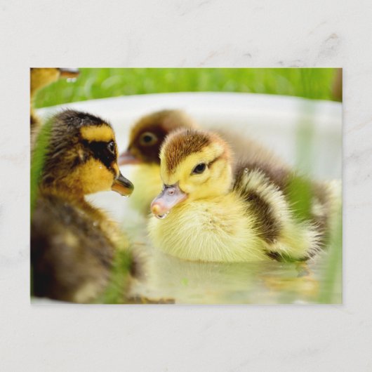 Ducklings Briefkaart (Voorkant)