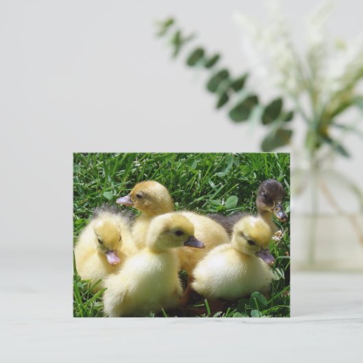 Ducklings Briefkaart (Staand voorkant)
