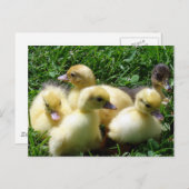Ducklings Briefkaart (Voorkant / Achterkant)