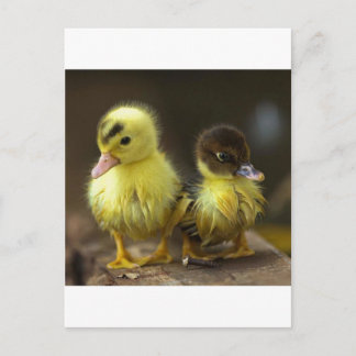 Ducklings Briefkaart