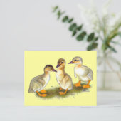 Ducklings:  Buff Orpingtons Briefkaart (Staand voorkant)
