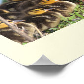 Ducklings Foto Poster (Hoek)