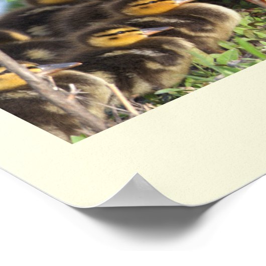 Ducklings Foto Poster (Hoek)