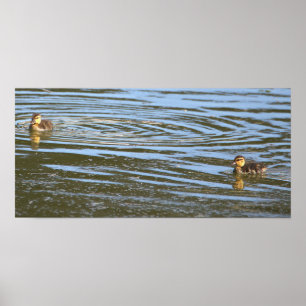 Ducklings Foto Poster