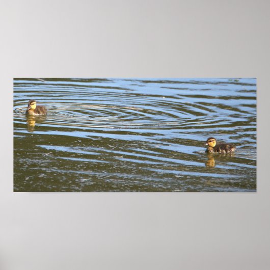 Ducklings Foto Poster (Voorkant)
