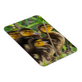 Ducklings-fotomagneet Magneet (Rechterzijde)