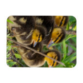Ducklings-fotomagneet Magneet (Horizontaal)