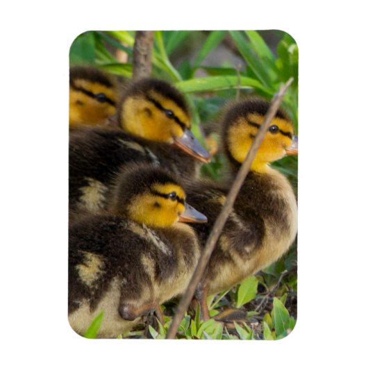Ducklings-fotomagneet Magneet (Verticaal)